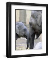 Four Month Old Elephant and Her Mother are Pictured in Hagenbeck's Zoo in Hamburg, Northern Germany-null-Framed Photographic Print