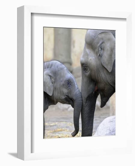 Four Month Old Elephant and Her Mother are Pictured in Hagenbeck's Zoo in Hamburg, Northern Germany-null-Framed Photographic Print