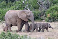 African Elephant Eating Cactus-Four Oaks-Photographic Print