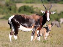 Bontebok Antelope and Baby-Four Oaks-Photographic Print