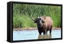 Framed Canvas