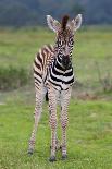 Zebra Foal Resting-Four Oaks-Photographic Print