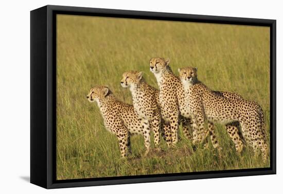 Four of a Kind-Susann Parker-Framed Stretched Canvas