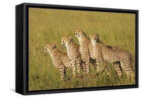 Four of a Kind-Susann Parker-Framed Stretched Canvas