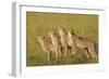 Four of a Kind-Susann Parker-Framed Photographic Print