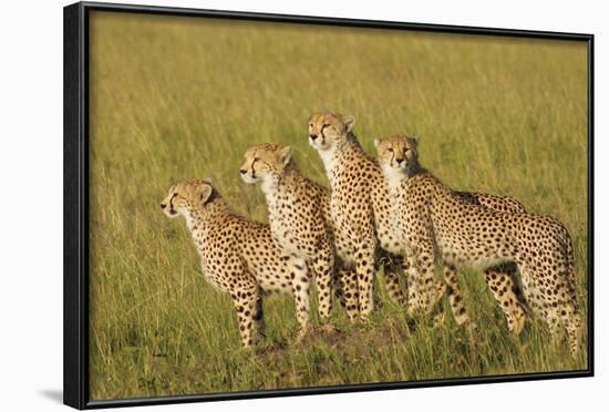 Four of a Kind-Susann Parker-Framed Photographic Print