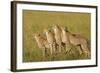 Four of a Kind-Susann Parker-Framed Photographic Print