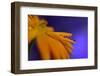 Four of us-Heidi Westum-Framed Photographic Print