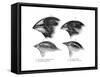 Four or the Species of Finch Observed by Darwin on the Galapagos Islands-null-Framed Stretched Canvas