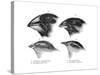 Four or the Species of Finch Observed by Darwin on the Galapagos Islands-null-Stretched Canvas