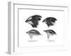 Four or the Species of Finch Observed by Darwin on the Galapagos Islands-null-Framed Giclee Print