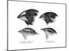 Four or the Species of Finch Observed by Darwin on the Galapagos Islands-null-Mounted Giclee Print