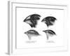 Four or the Species of Finch Observed by Darwin on the Galapagos Islands-null-Framed Giclee Print