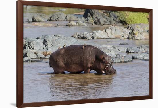 Four Oxpecker Birds Perch on Back of Hippo, Landscape View-James Heupel-Framed Premium Photographic Print