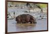 Four Oxpecker Birds Perch on Back of Hippo, Landscape View-James Heupel-Framed Premium Photographic Print