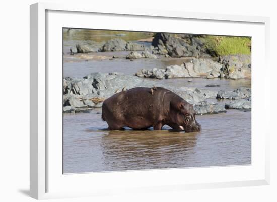 Four Oxpecker Birds Perch on Back of Hippo, Landscape View-James Heupel-Framed Photographic Print