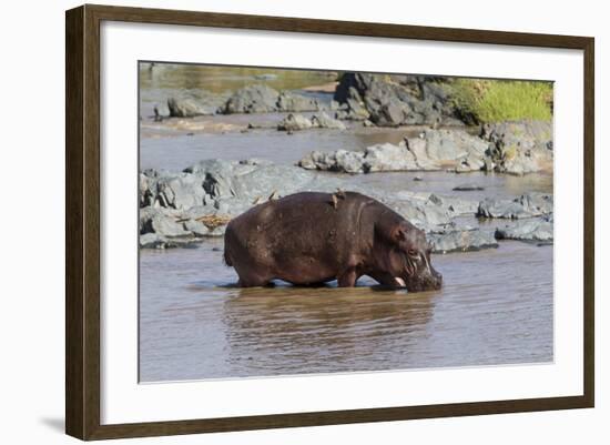 Four Oxpecker Birds Perch on Back of Hippo, Landscape View-James Heupel-Framed Photographic Print