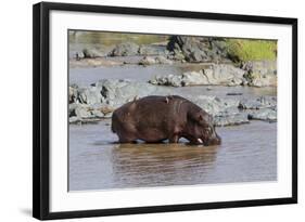 Four Oxpecker Birds Perch on Back of Hippo, Landscape View-James Heupel-Framed Photographic Print