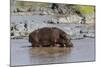 Four Oxpecker Birds Perch on Back of Hippo, Landscape View-James Heupel-Mounted Photographic Print