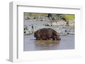 Four Oxpecker Birds Perch on Back of Hippo, Landscape View-James Heupel-Framed Photographic Print