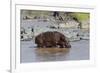 Four Oxpecker Birds Perch on Back of Hippo, Landscape View-James Heupel-Framed Photographic Print