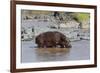 Four Oxpecker Birds Perch on Back of Hippo, Landscape View-James Heupel-Framed Photographic Print