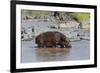 Four Oxpecker Birds Perch on Back of Hippo, Landscape View-James Heupel-Framed Photographic Print