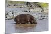 Four Oxpecker Birds Perch on Back of Hippo, Landscape View-James Heupel-Mounted Photographic Print