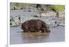 Four Oxpecker Birds Perch on Back of Hippo, Landscape View-James Heupel-Framed Photographic Print