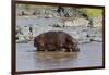 Four Oxpecker Birds Perch on Back of Hippo, Landscape View-James Heupel-Framed Photographic Print