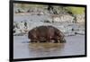 Four Oxpecker Birds Perch on Back of Hippo, Landscape View-James Heupel-Framed Photographic Print