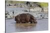 Four Oxpecker Birds Perch on Back of Hippo, Landscape View-James Heupel-Stretched Canvas