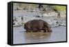 Four Oxpecker Birds Perch on Back of Hippo, Landscape View-James Heupel-Framed Stretched Canvas