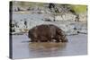 Four Oxpecker Birds Perch on Back of Hippo, Landscape View-James Heupel-Stretched Canvas