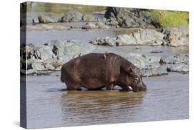 Four Oxpecker Birds Perch on Back of Hippo, Landscape View-James Heupel-Stretched Canvas