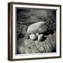 Four Pebbles of Different Sizes Arranged on Flat Rock, Taransay, Outer Herbrides, Scotland, UK-Lee Frost-Framed Photographic Print