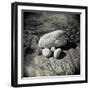 Four Pebbles of Different Sizes Arranged on Flat Rock, Taransay, Outer Herbrides, Scotland, UK-Lee Frost-Framed Photographic Print