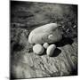 Four Pebbles of Different Sizes Arranged on Flat Rock, Taransay, Outer Herbrides, Scotland, UK-Lee Frost-Mounted Photographic Print