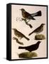 Four Perching Birds-William Home Lizars-Framed Stretched Canvas