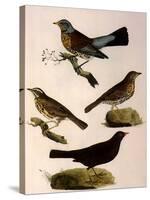 Four Perching Birds-William Home Lizars-Stretched Canvas