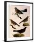 Four Perching Birds-William Home Lizars-Framed Giclee Print