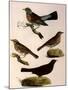 Four Perching Birds-William Home Lizars-Mounted Giclee Print