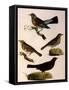 Four Perching Birds-William Home Lizars-Framed Stretched Canvas