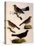 Four Perching Birds-William Home Lizars-Stretched Canvas