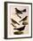 Four Perching Birds-William Home Lizars-Framed Giclee Print