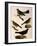 Four Perching Birds-William Home Lizars-Framed Giclee Print