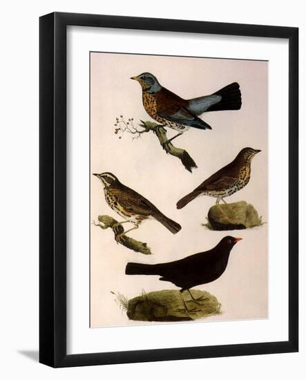 Four Perching Birds-William Home Lizars-Framed Giclee Print