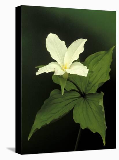 Four Petal White Trillium, Wilderness State Park, Michigan, USA-Claudia Adams-Stretched Canvas