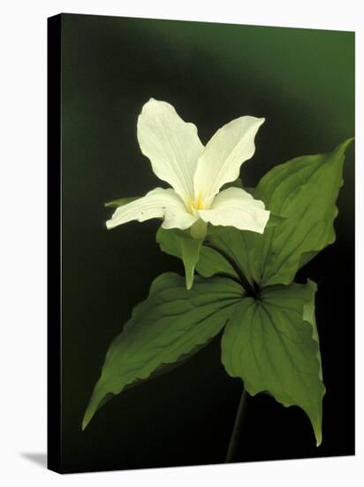 Four Petal White Trillium, Wilderness State Park, Michigan, USA-Claudia Adams-Stretched Canvas