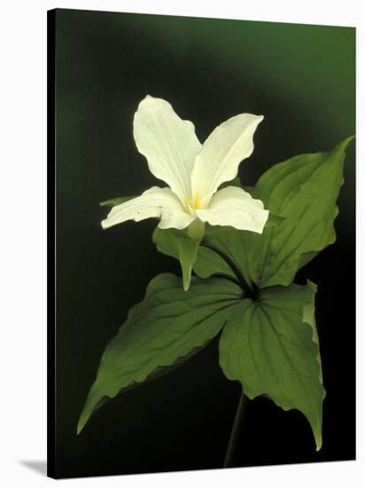 Four Petal White Trillium, Wilderness State Park, Michigan, USA-Claudia Adams-Stretched Canvas